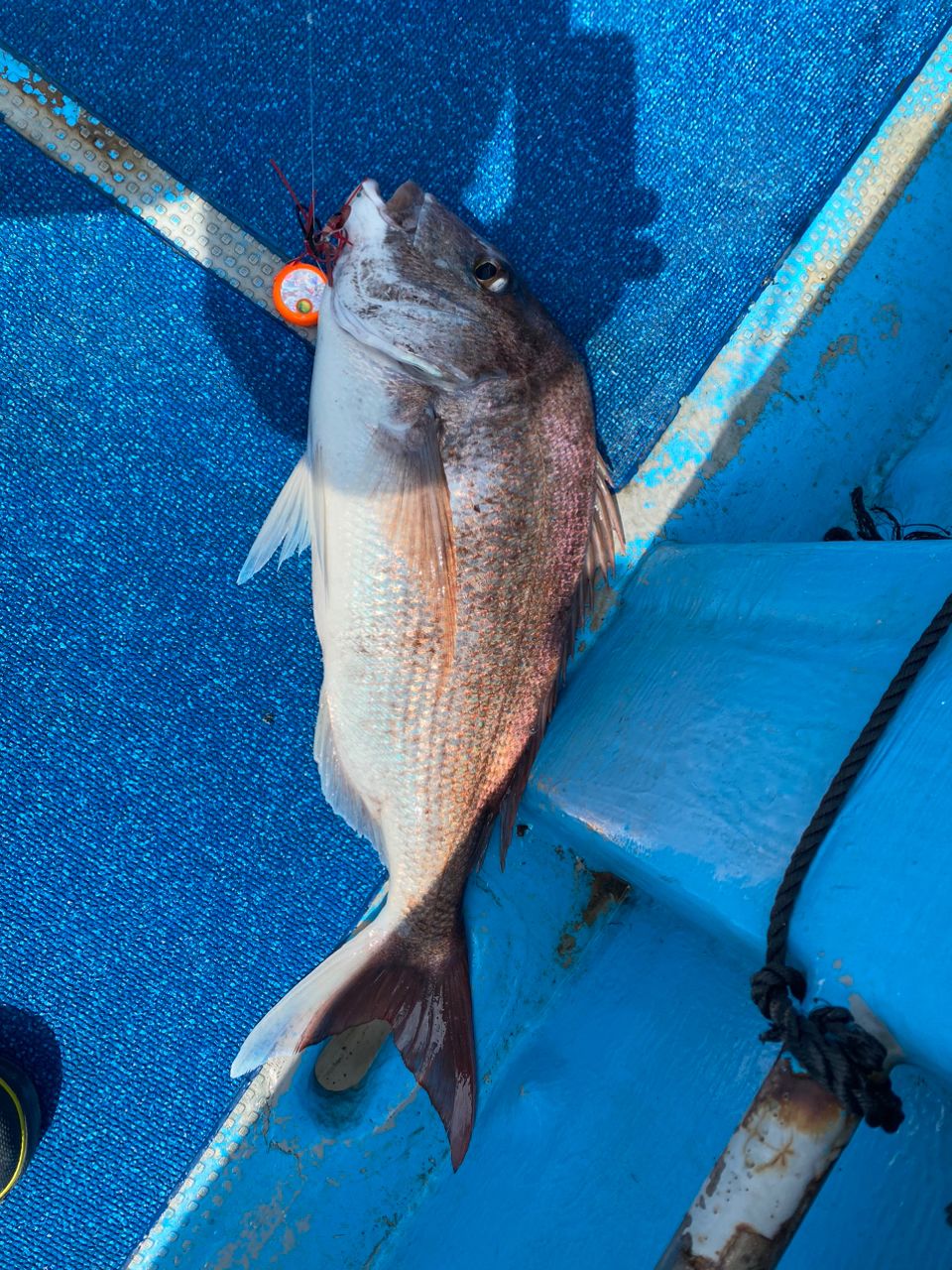 えくりぷすさんの釣果 2枚目の画像