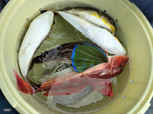 ショウサイフグの釣果