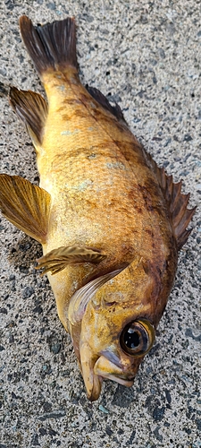 クロメバルの釣果