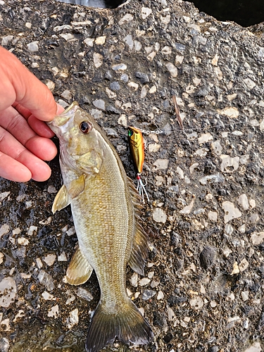 スモールマウスバスの釣果