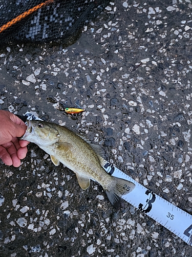 スモールマウスバスの釣果