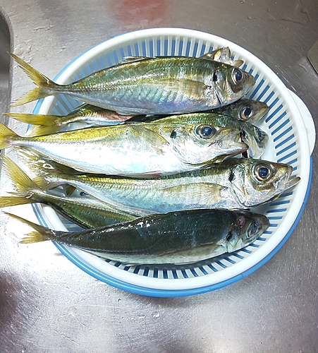 アジの釣果