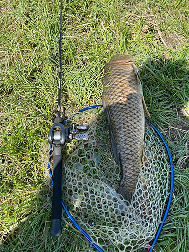 マナマズの釣果