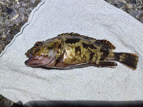 カサゴの釣果