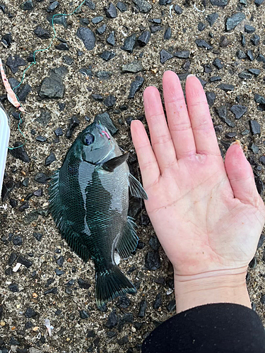 クチブトグレの釣果