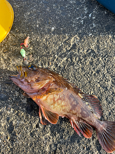 カサゴの釣果