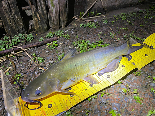 アメリカナマズの釣果