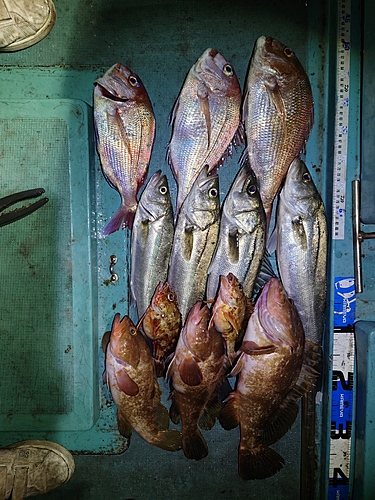 アコウの釣果