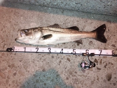 シーバスの釣果