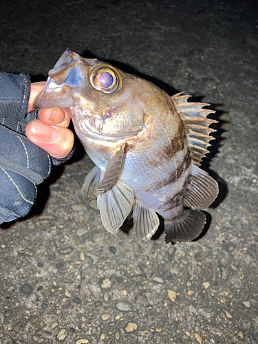 メバルの釣果