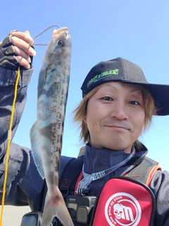 ホッケの釣果