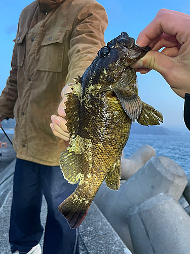 ムラソイの釣果