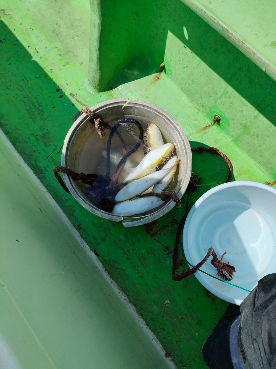 多摩野鯊太郎さんの釣果 2枚目の画像