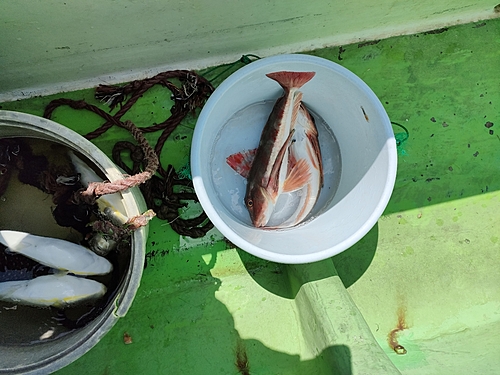 ホウボウの釣果