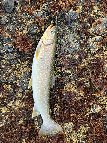 アメマスの釣果