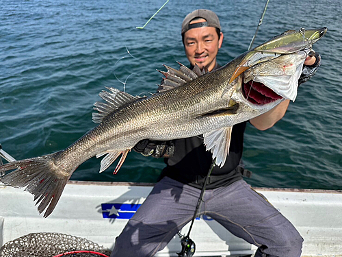 シーバスの釣果