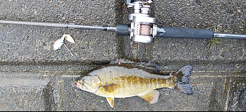 スモールマウスバスの釣果