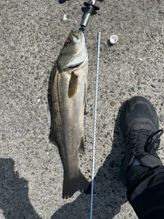 マルスズキの釣果