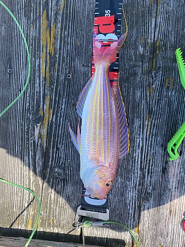 イトヨリダイの釣果