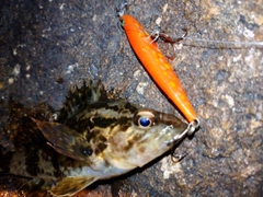 タケノコメバルの釣果