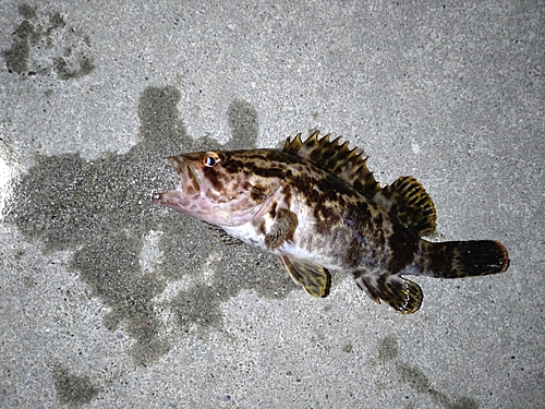 ベッコウゾイの釣果