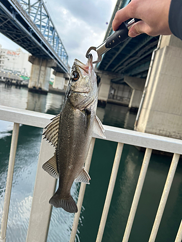 セイゴ（タイリクスズキ）の釣果