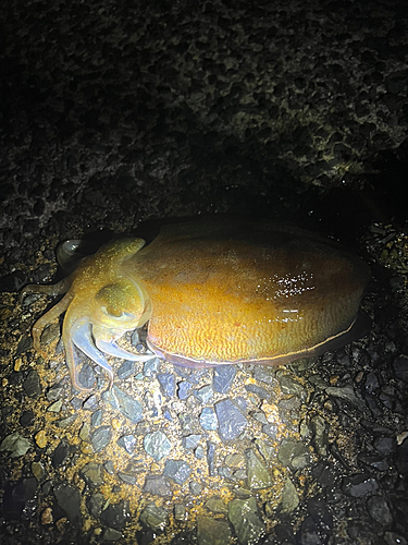 コウイカの釣果