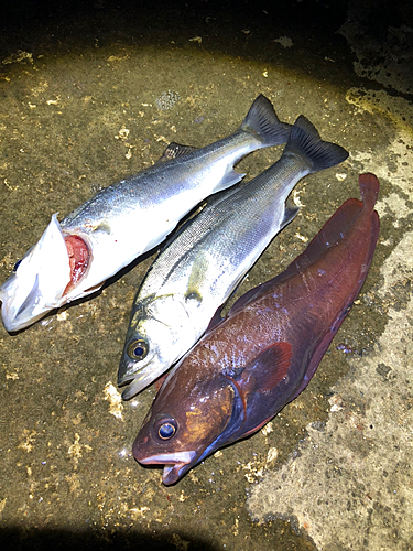 ドンコの釣果