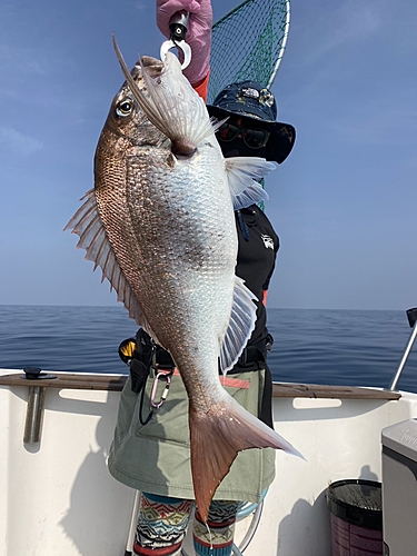 マダイの釣果