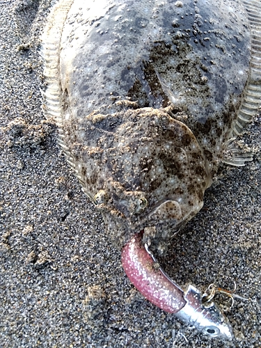 ヒラメの釣果