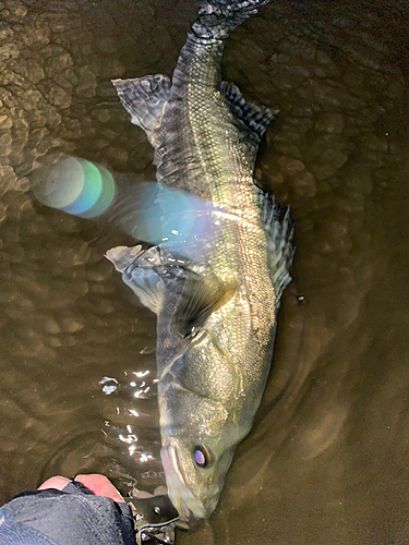 タイリクスズキの釣果