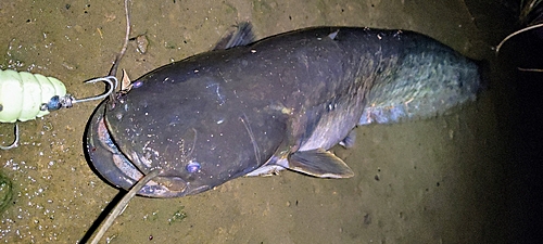 マナマズの釣果