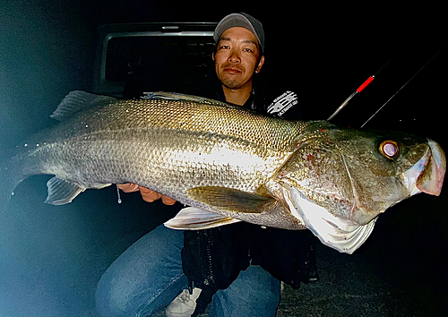 スズキの釣果