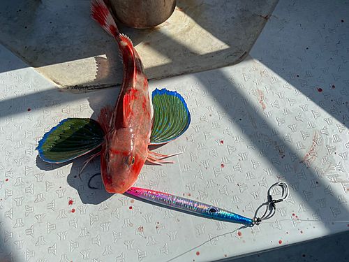 ホウボウの釣果