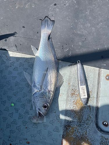 クログチの釣果