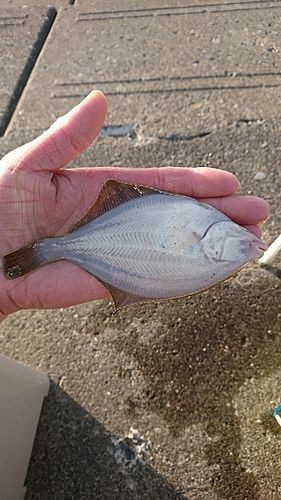 カレイの釣果