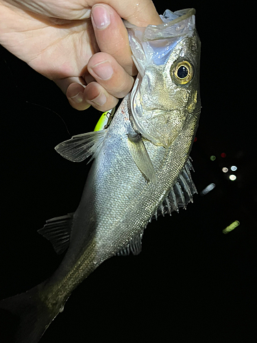 セイゴ（マルスズキ）の釣果