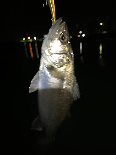 セイゴ（マルスズキ）の釣果