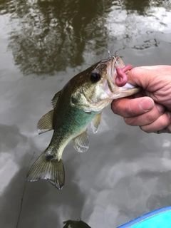 ラージマウスバスの釣果