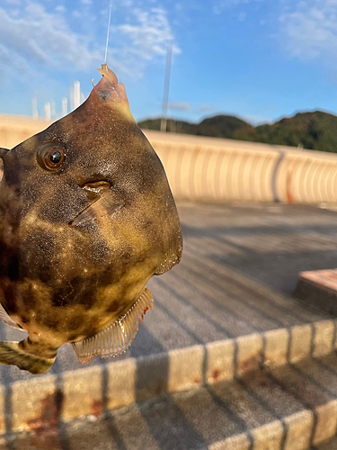 カワハギの釣果