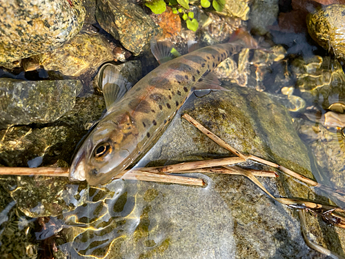 ヤマメの釣果