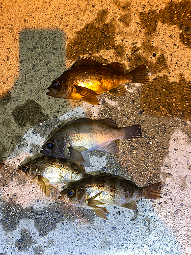 シロメバルの釣果