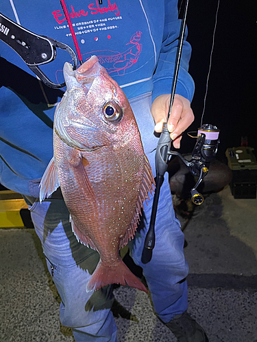 マダイの釣果