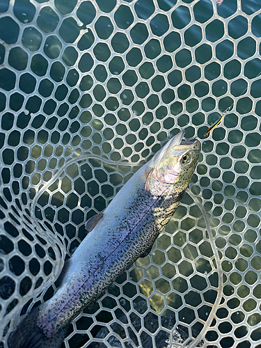 ニジマスの釣果