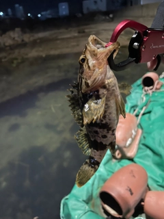 タケノコメバルの釣果