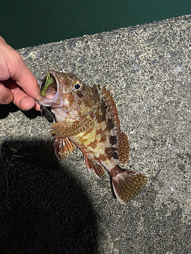 カサゴの釣果