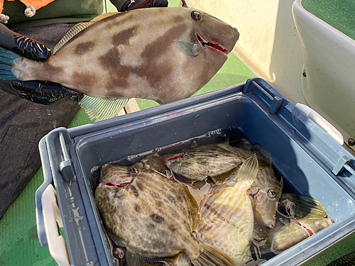 ウマヅラハギの釣果