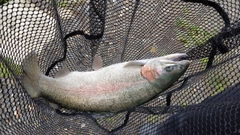 トラウトの釣果