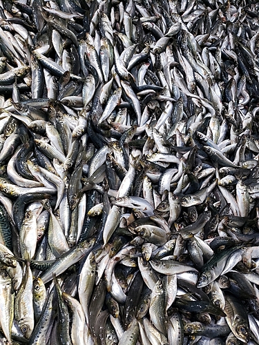 イワシの釣果