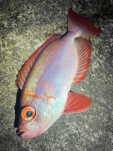 ホウセキキントキの釣果